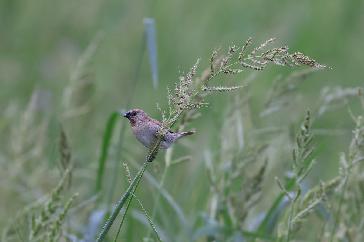 Scaly-breasted Munia - ML644136516