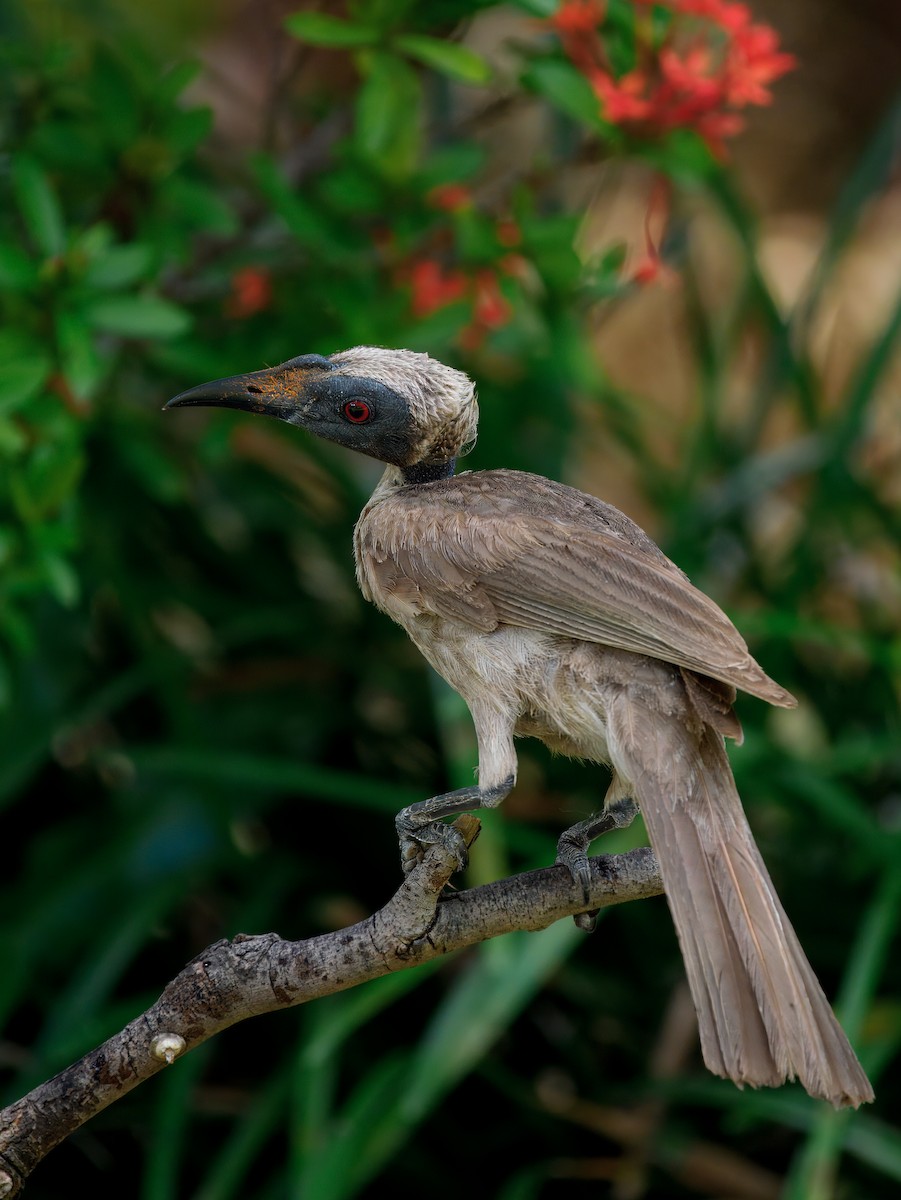 Helmeted Friarbird - ML644136521