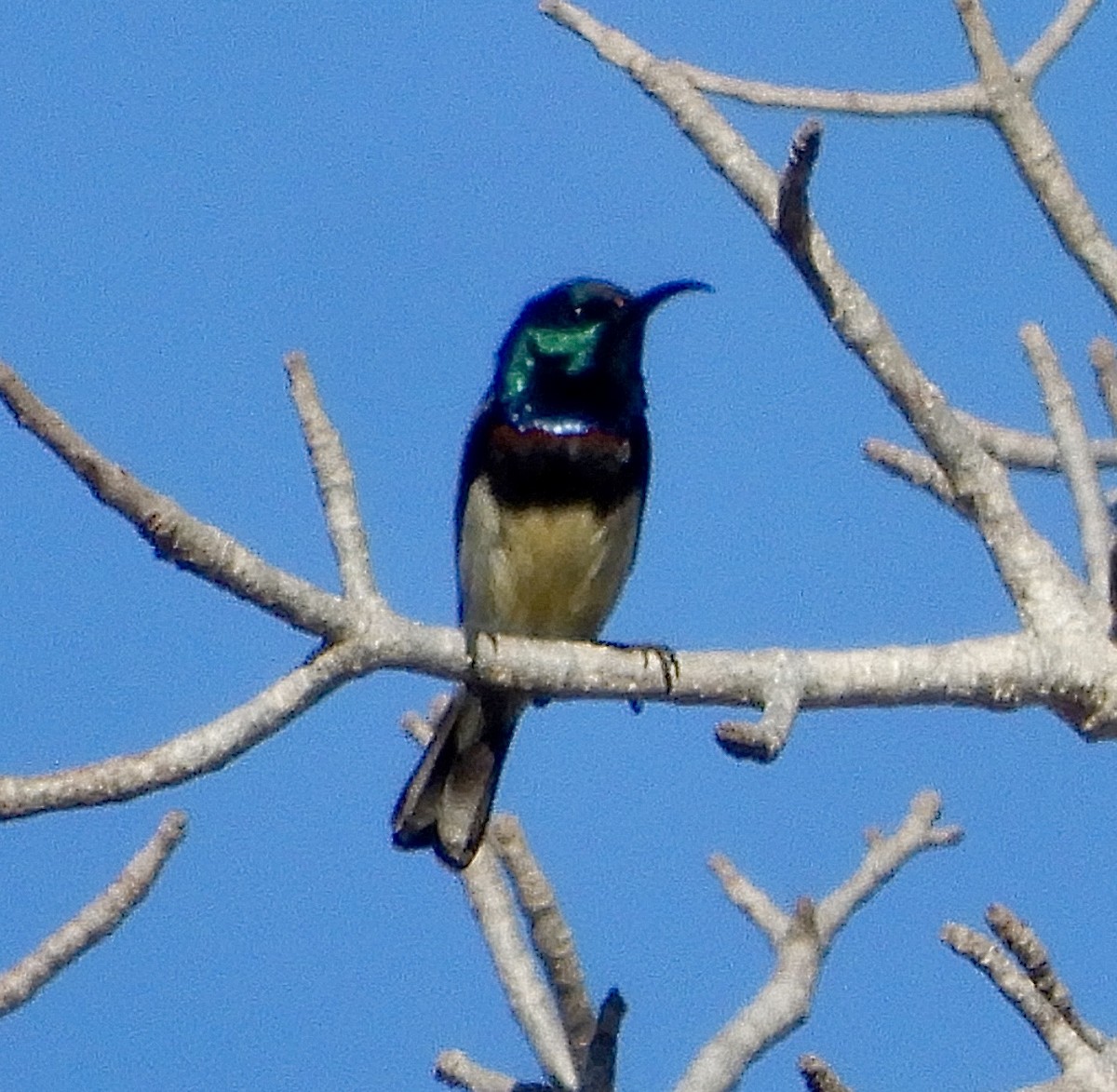 Souimanga Sunbird - ML644136529