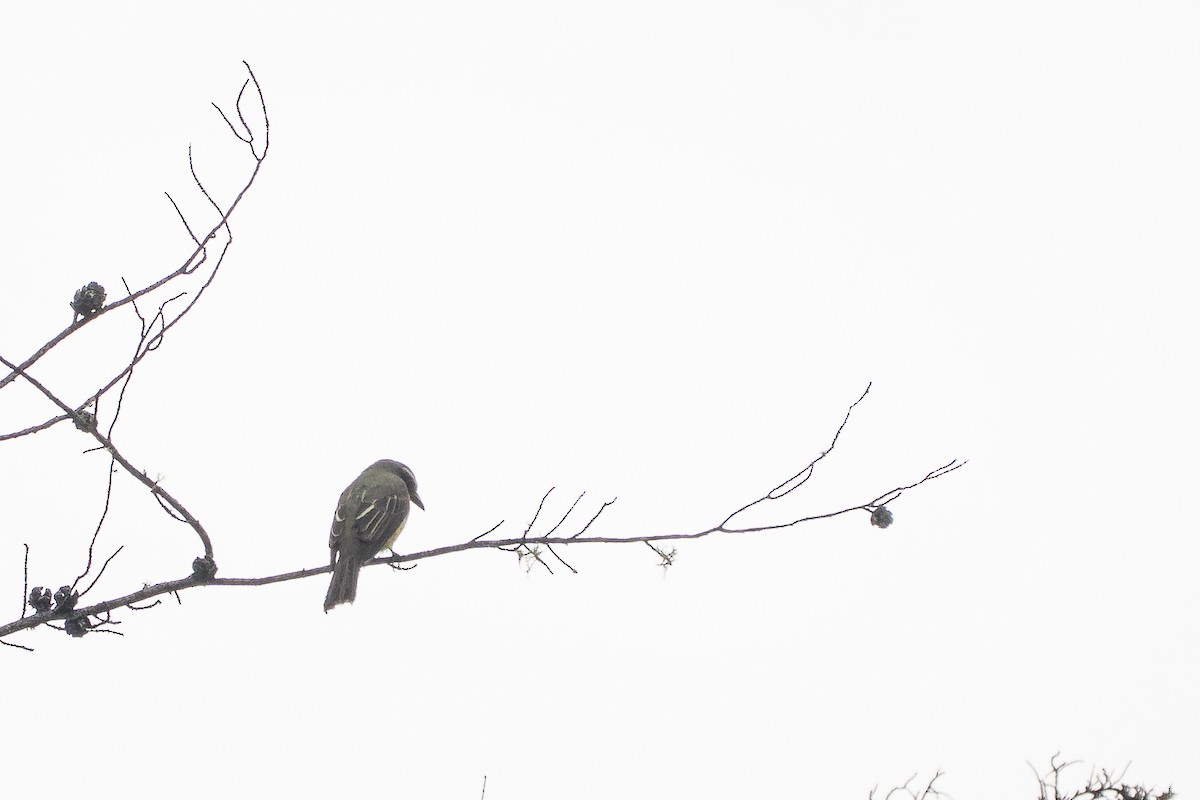 Golden-crowned Flycatcher - ML644136530