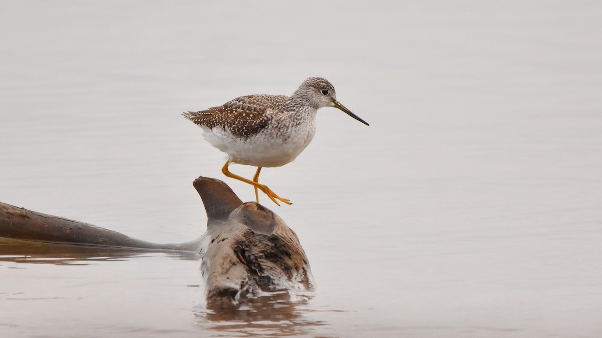 Greater Yellowlegs - ML644136531