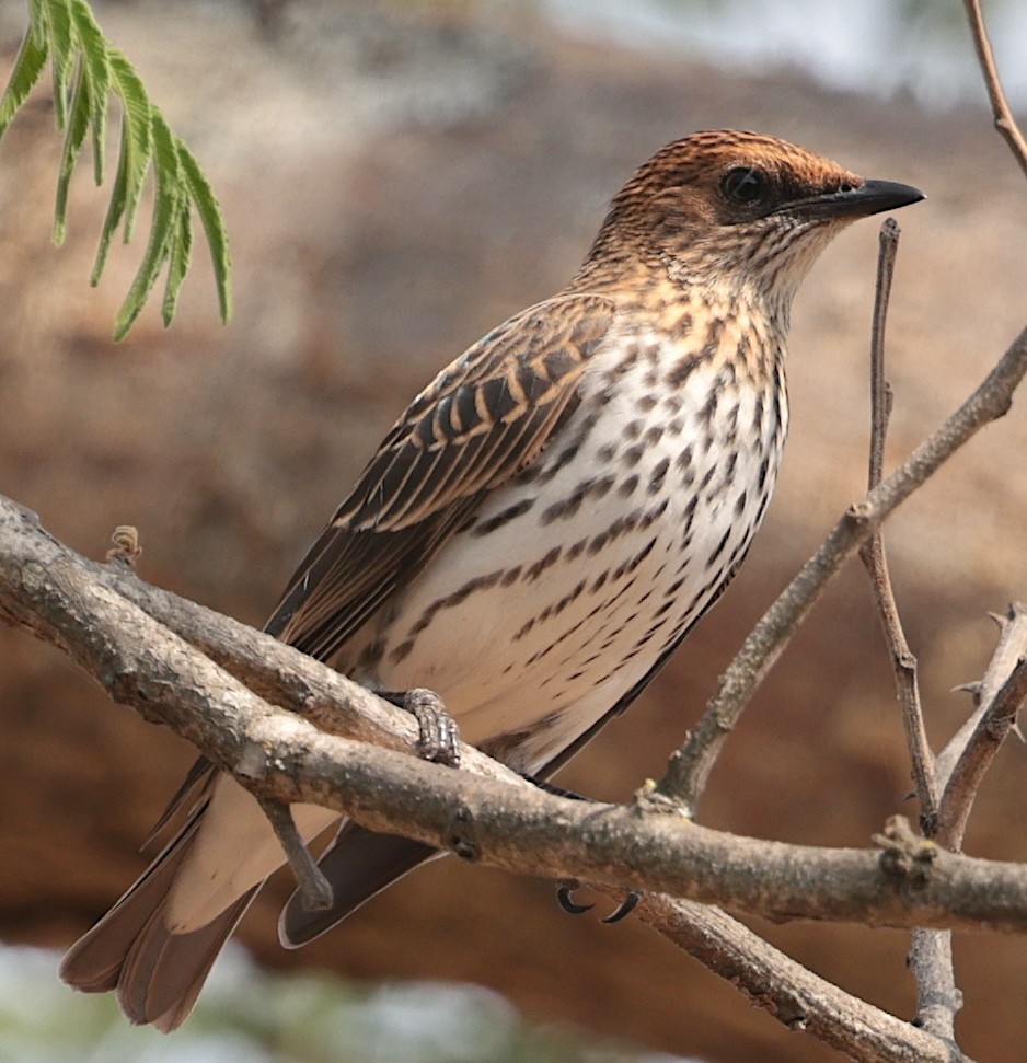 Violet-backed Starling - ML644136532