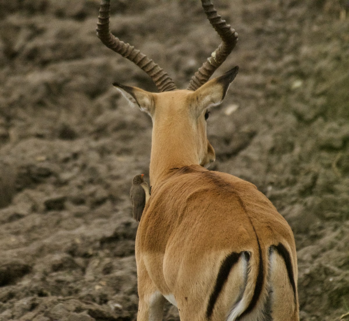 Red-billed Oxpecker - ML644136533