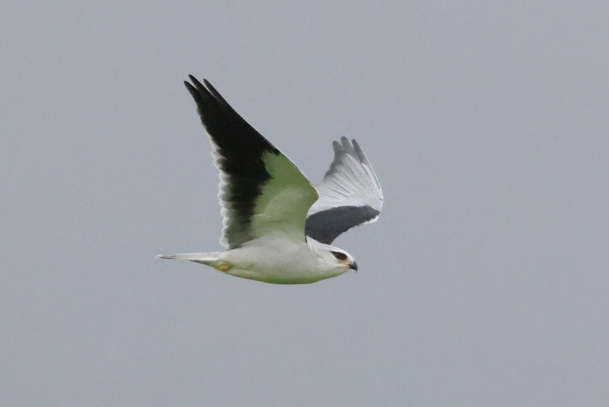 Black-winged Kite - ML644136539