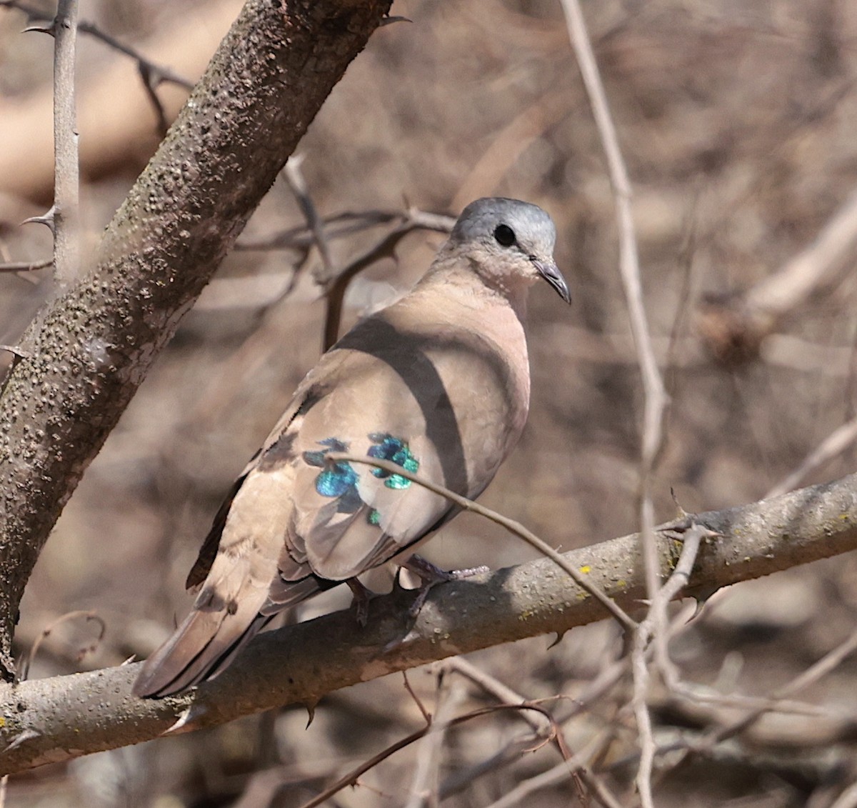 Emerald-spotted Wood-Dove - ML644136543
