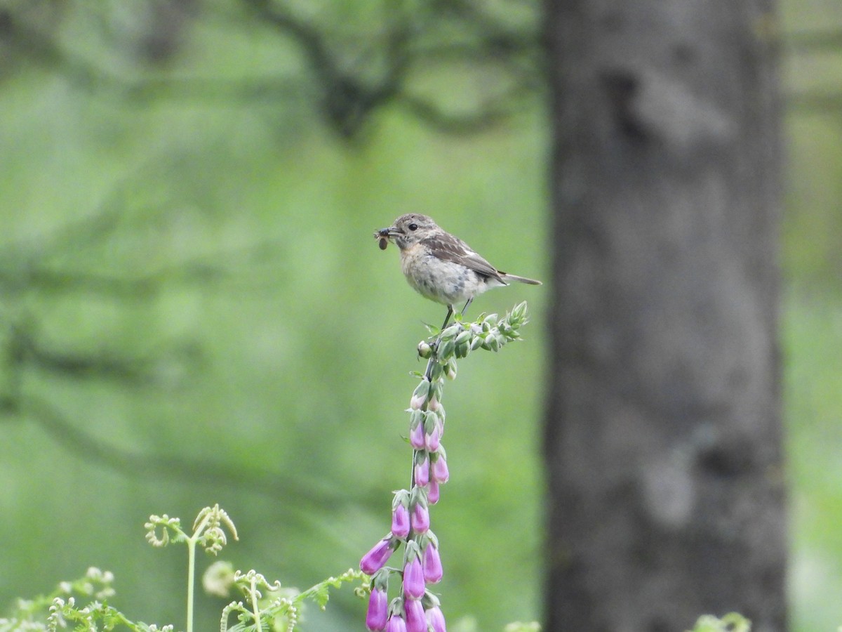 European Stonechat - ML644136544
