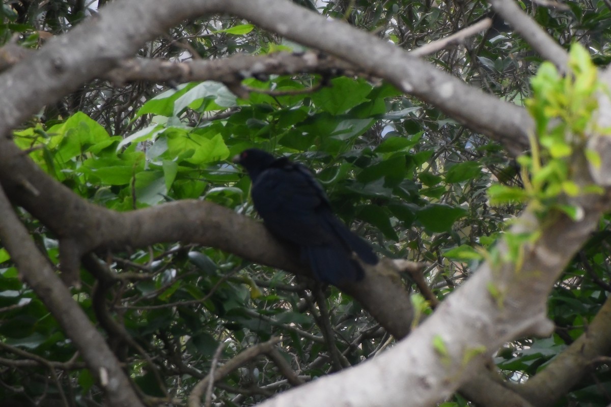 Pacific Koel - ML644136545