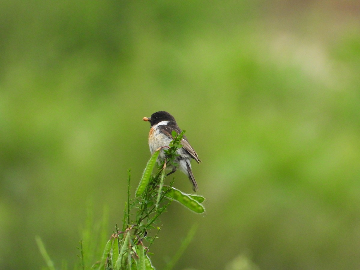 European Stonechat - ML644136549