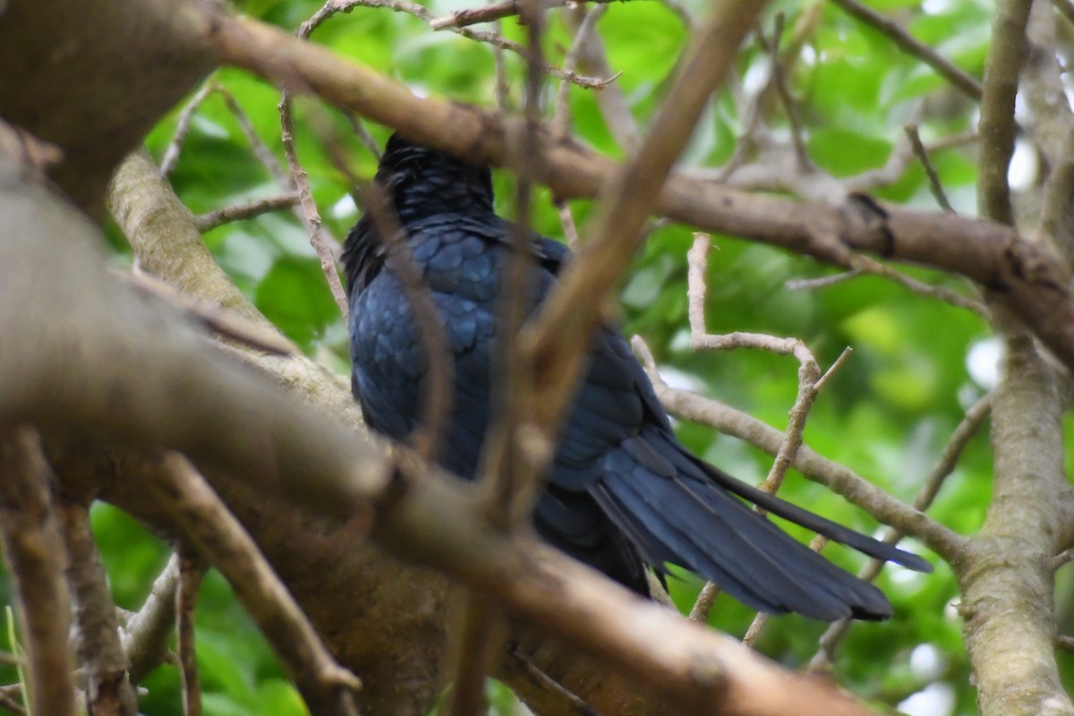Pacific Koel - ML644136550