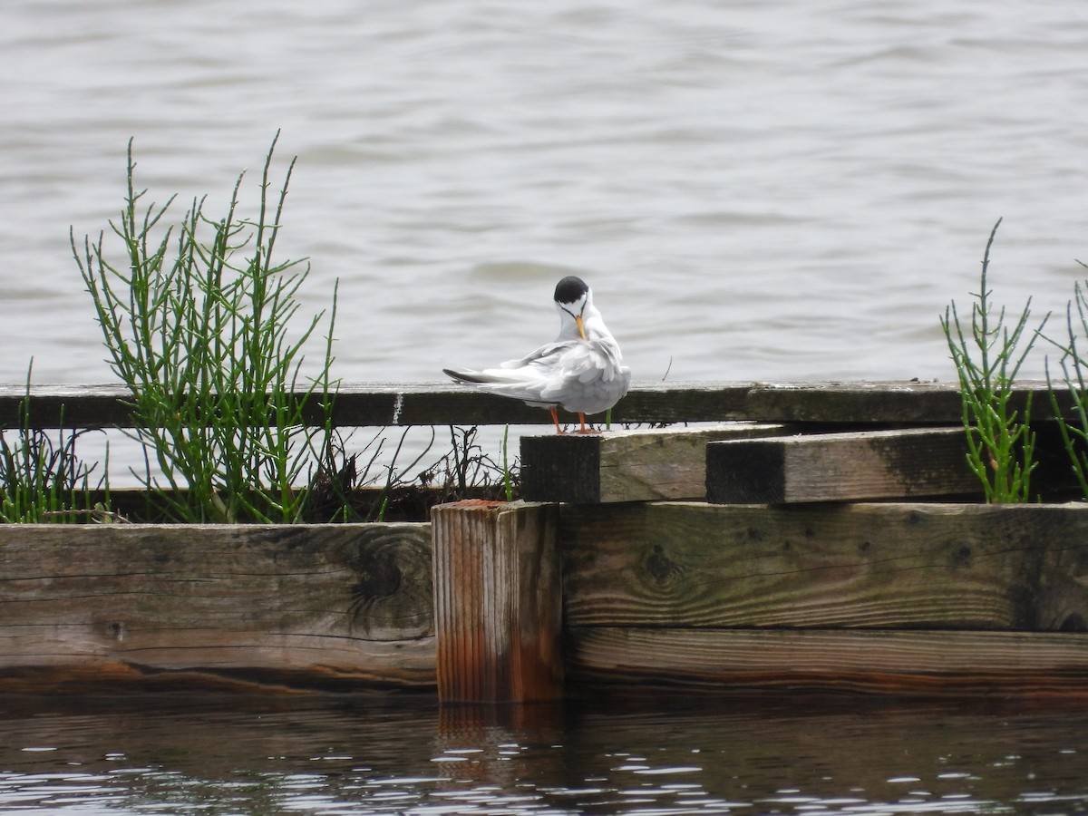 Крячок малий - ML644136554