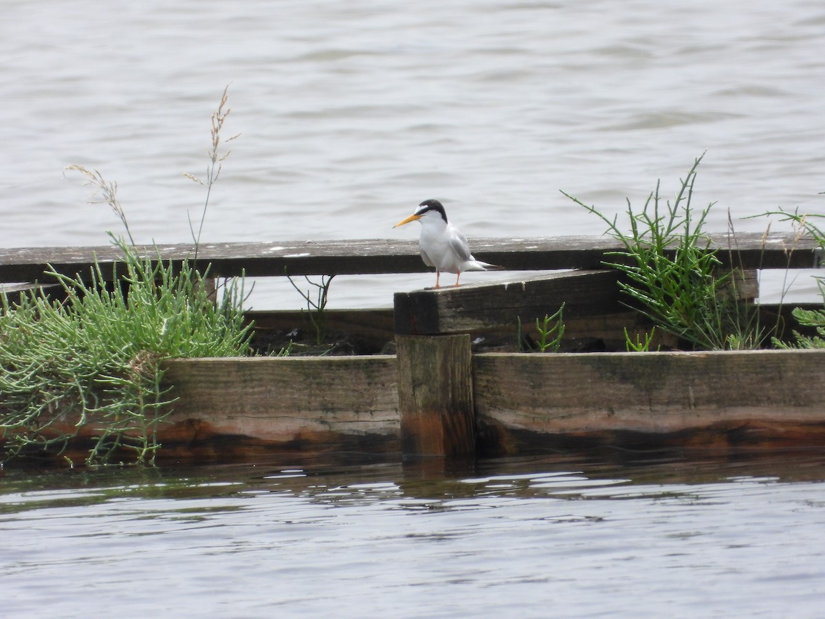 Крячок малий - ML644136555