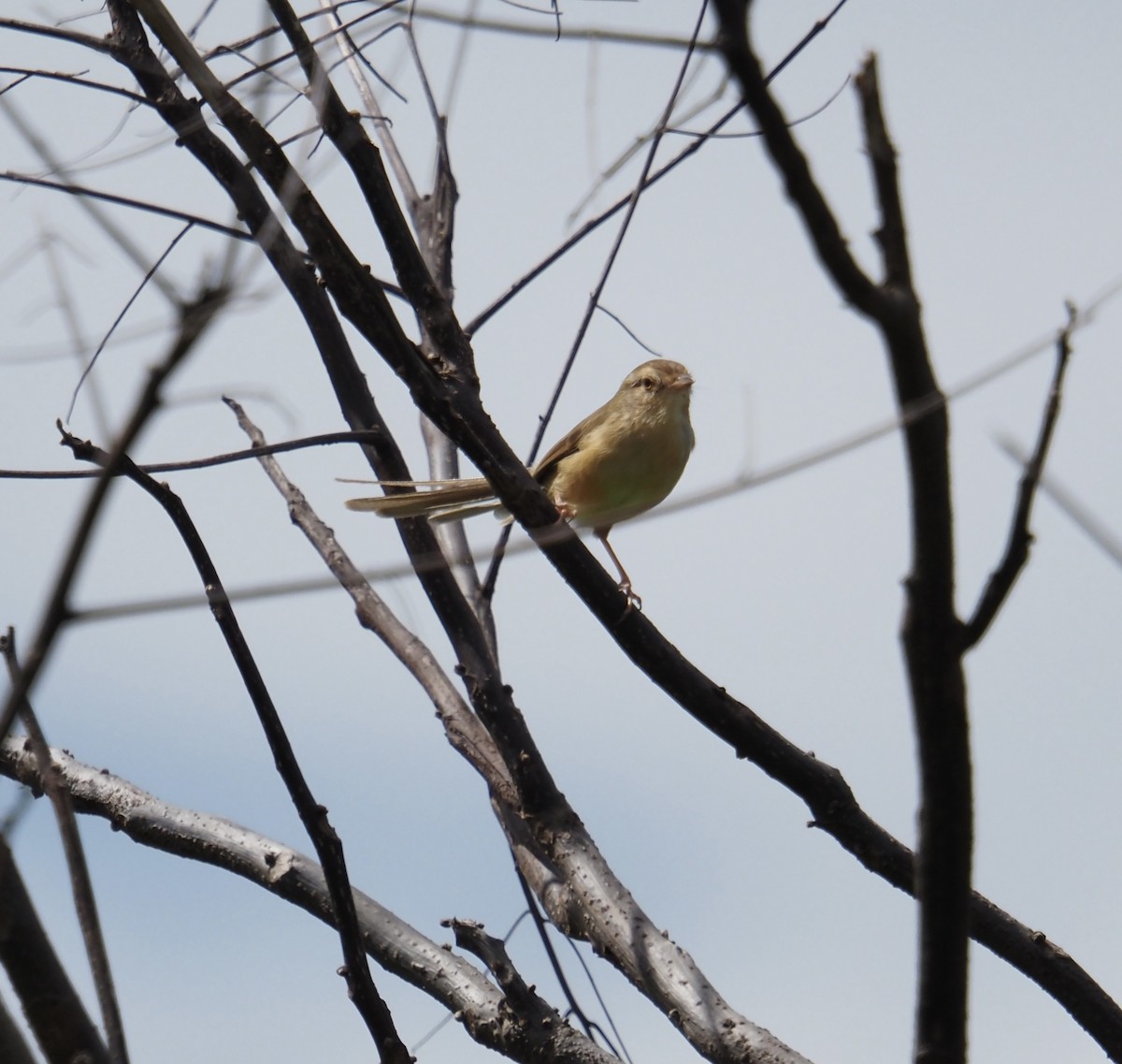 Plain Prinia - ML644136556