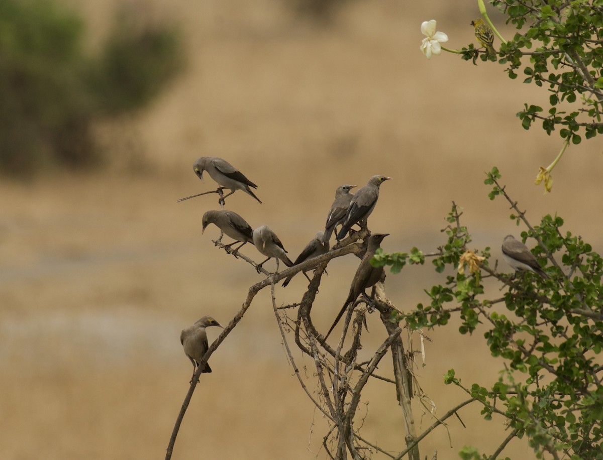 トサカムクドリ - ML644136560