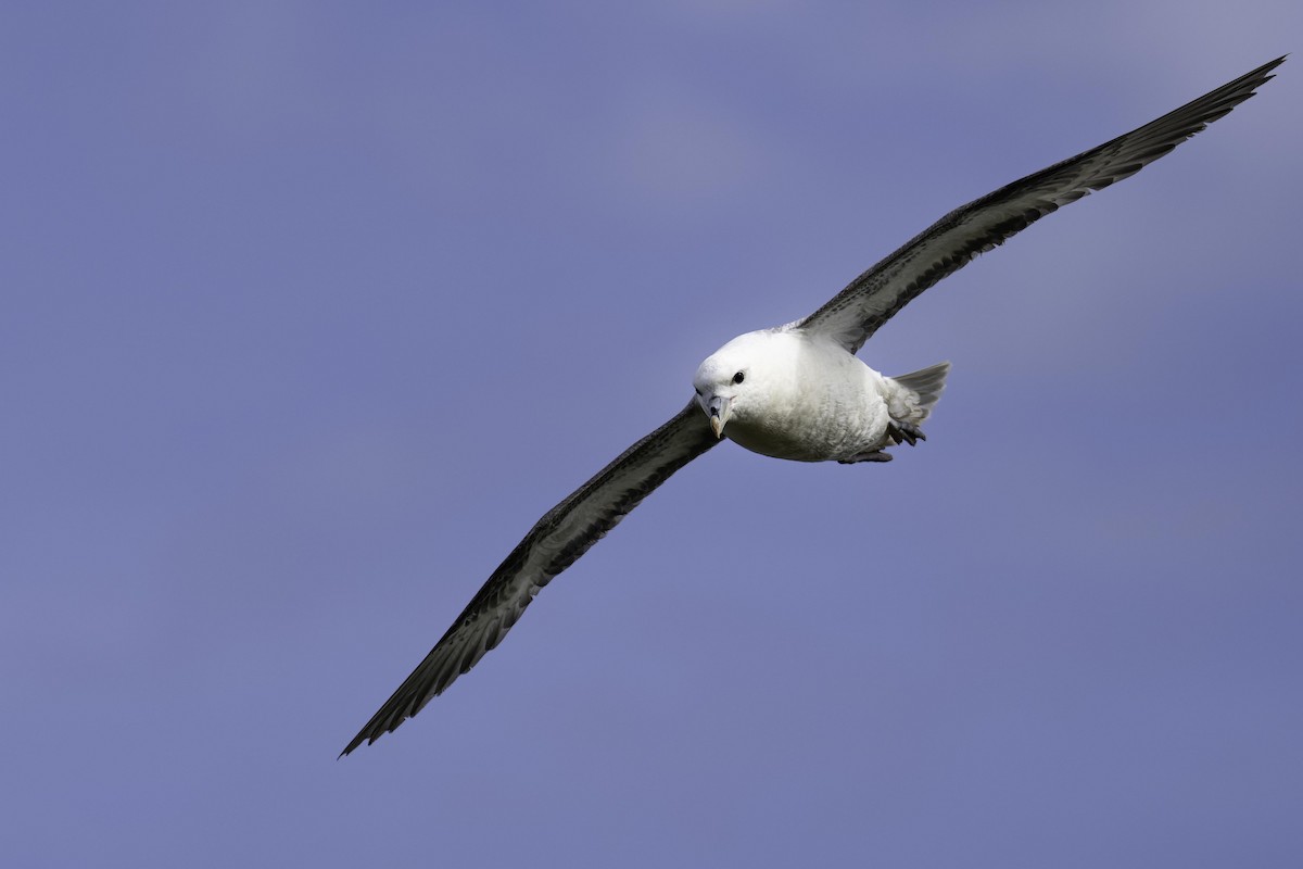 havhest - ML644136563