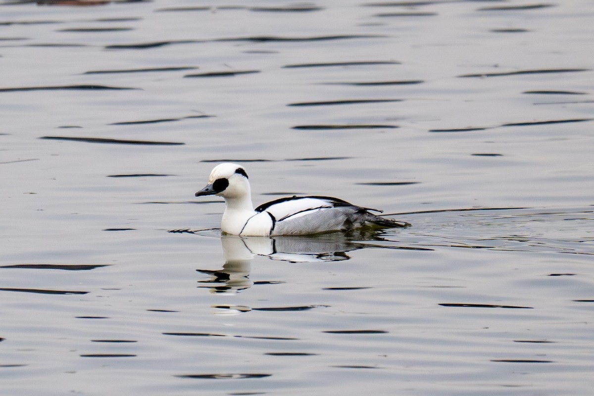 Цахиур бохио - ML644136614