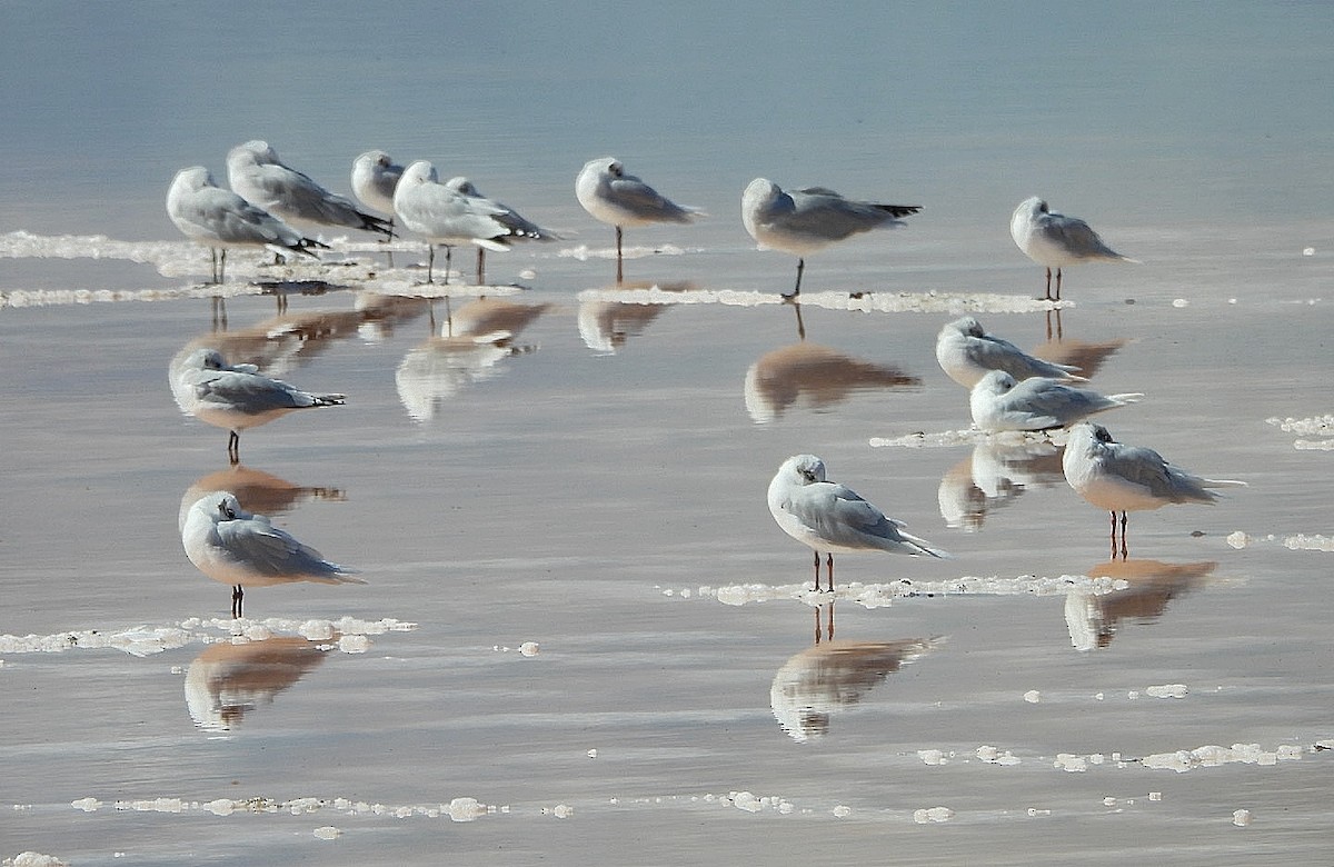 ニシズグロカモメ - ML644136665