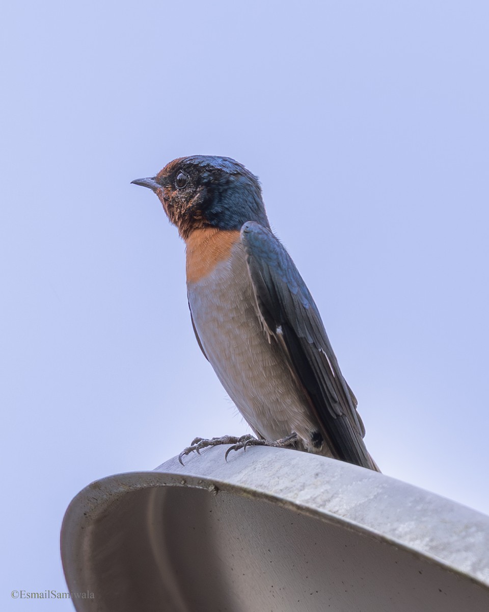 Pacific Swallow - ML644136677