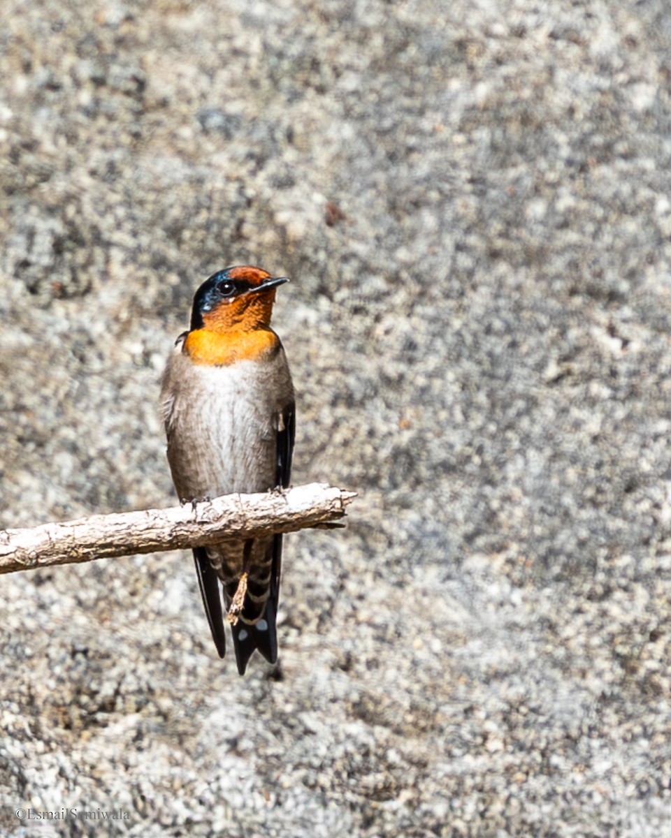 Pacific Swallow - ML644136678