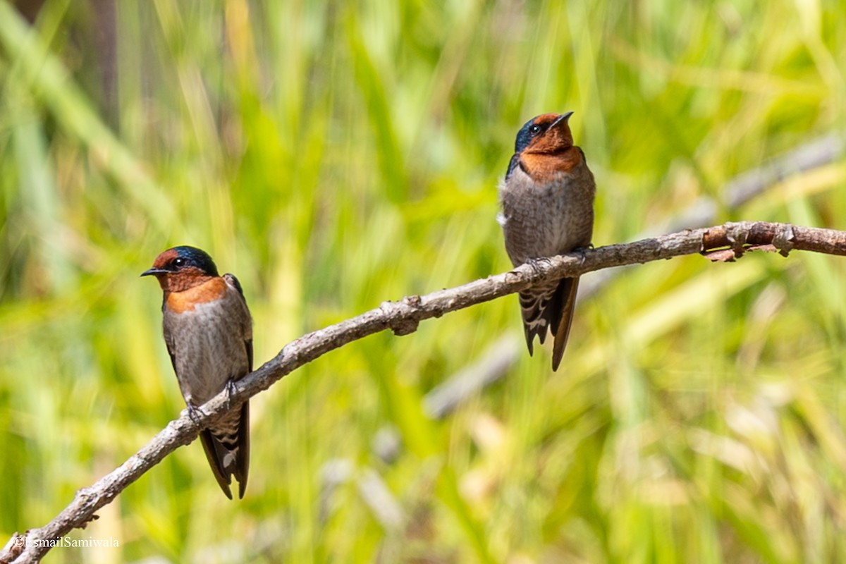 Pacific Swallow - ML644136679