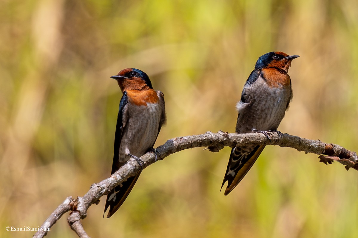 Pacific Swallow - ML644136680