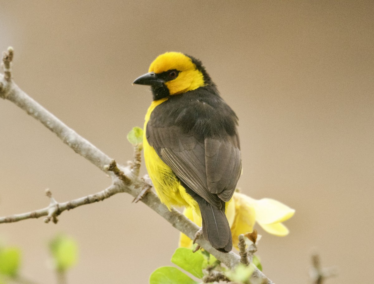 Black-necked Weaver - ML644136682