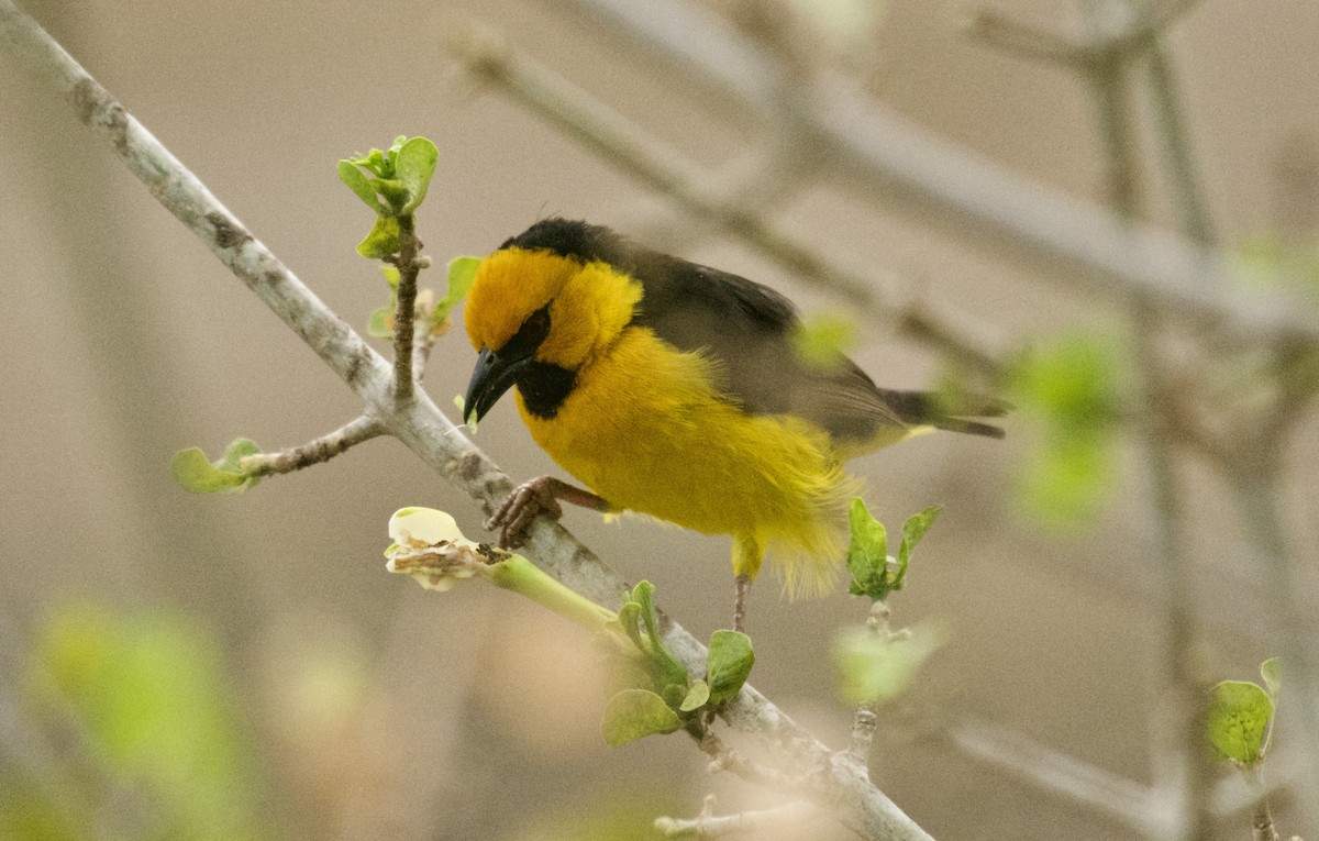 Black-necked Weaver - ML644136683