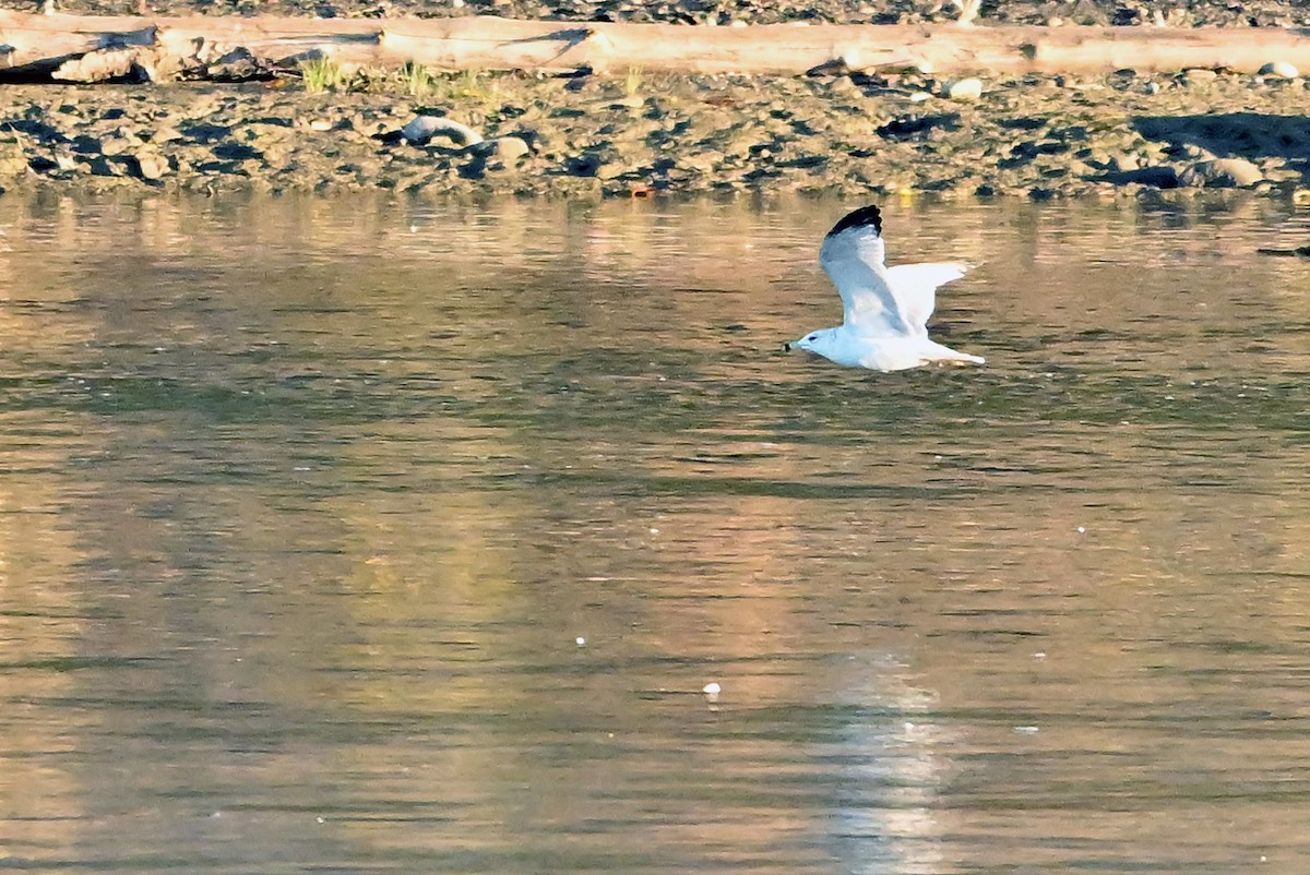 Ring-billed Gull - ML644136687