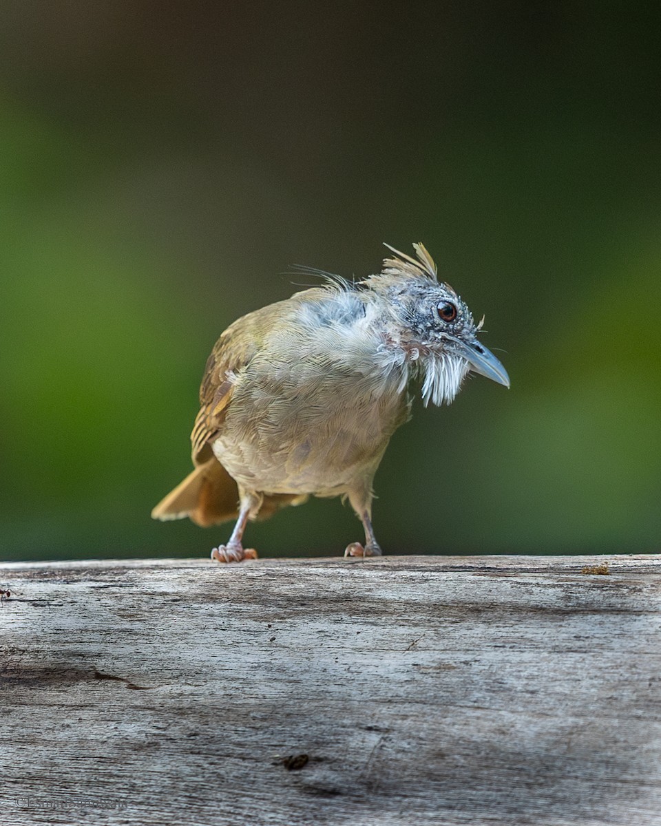 Bulbul ocré - ML644136691