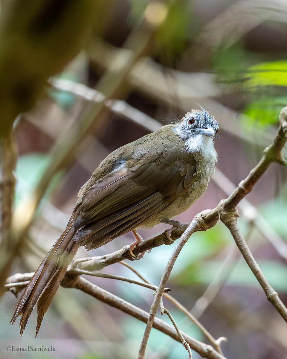 Bulbul ocré - ML644136692