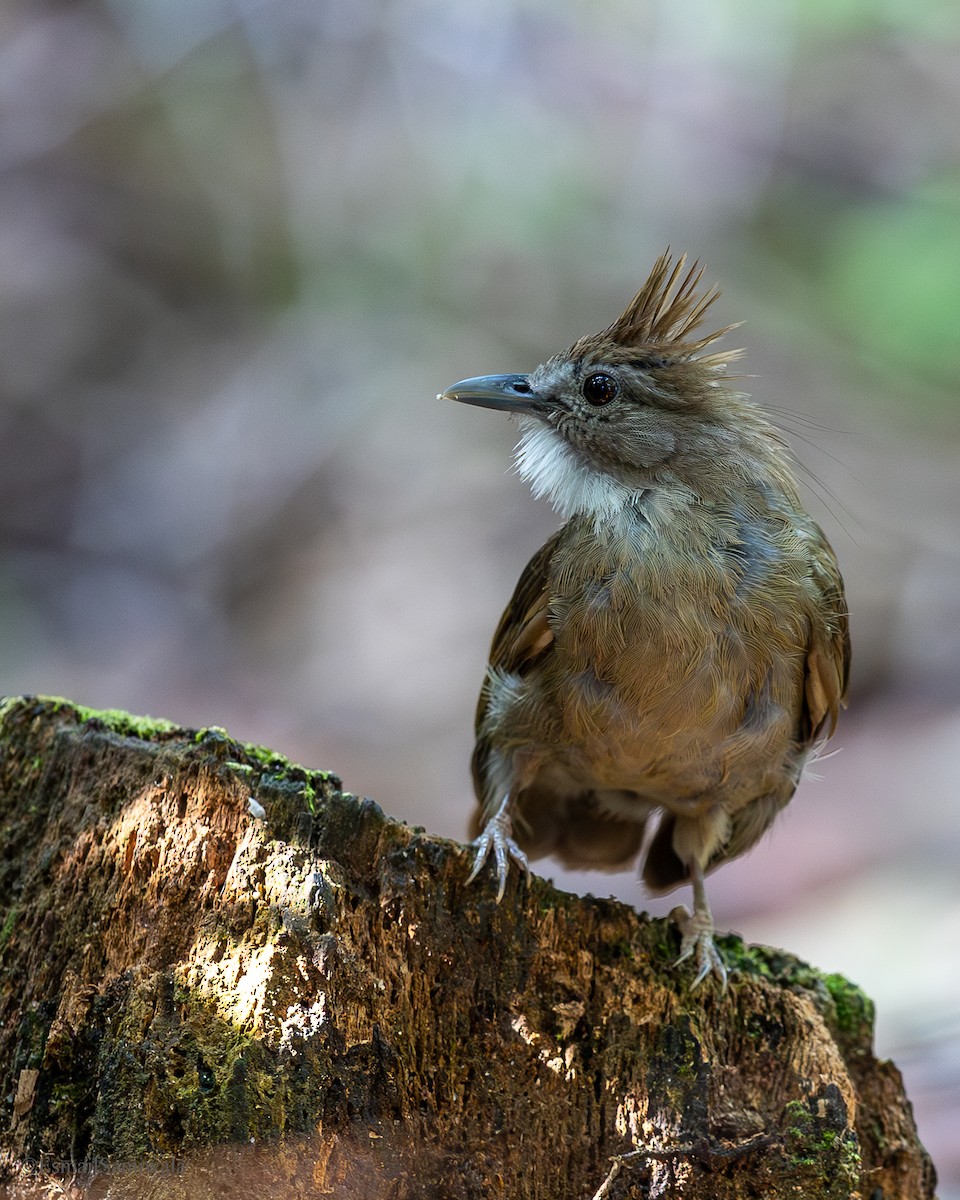 Bulbul ocré - ML644136693