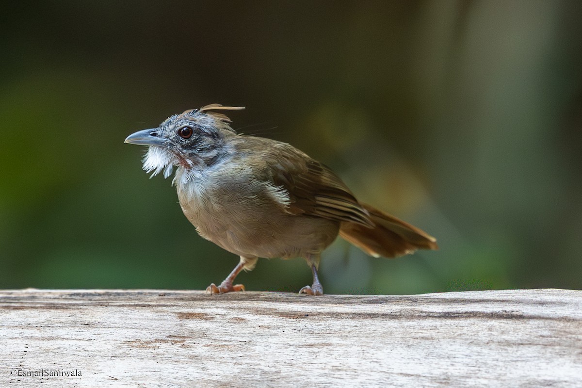 Bulbul ocré - ML644136694