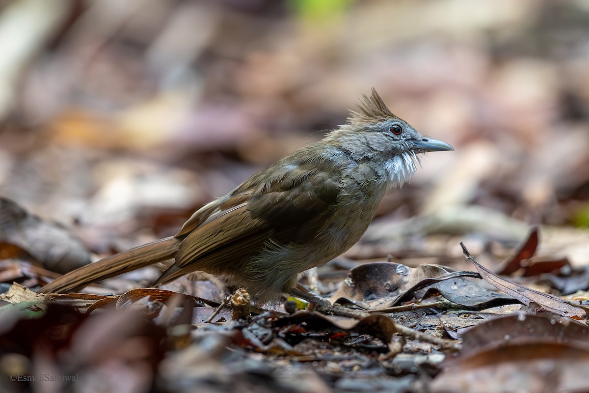 Bulbul ocré - ML644136695