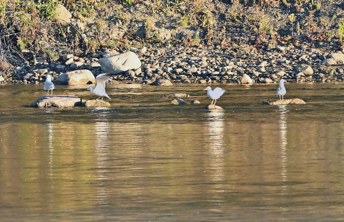 Ring-billed Gull - ML644136696