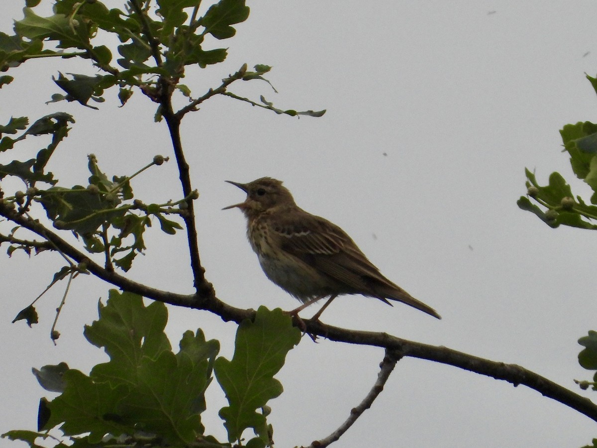 Pipit des arbres - ML644136698