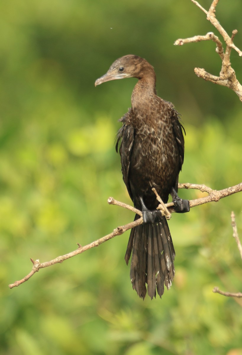 アジアコビトウ - ML644136699