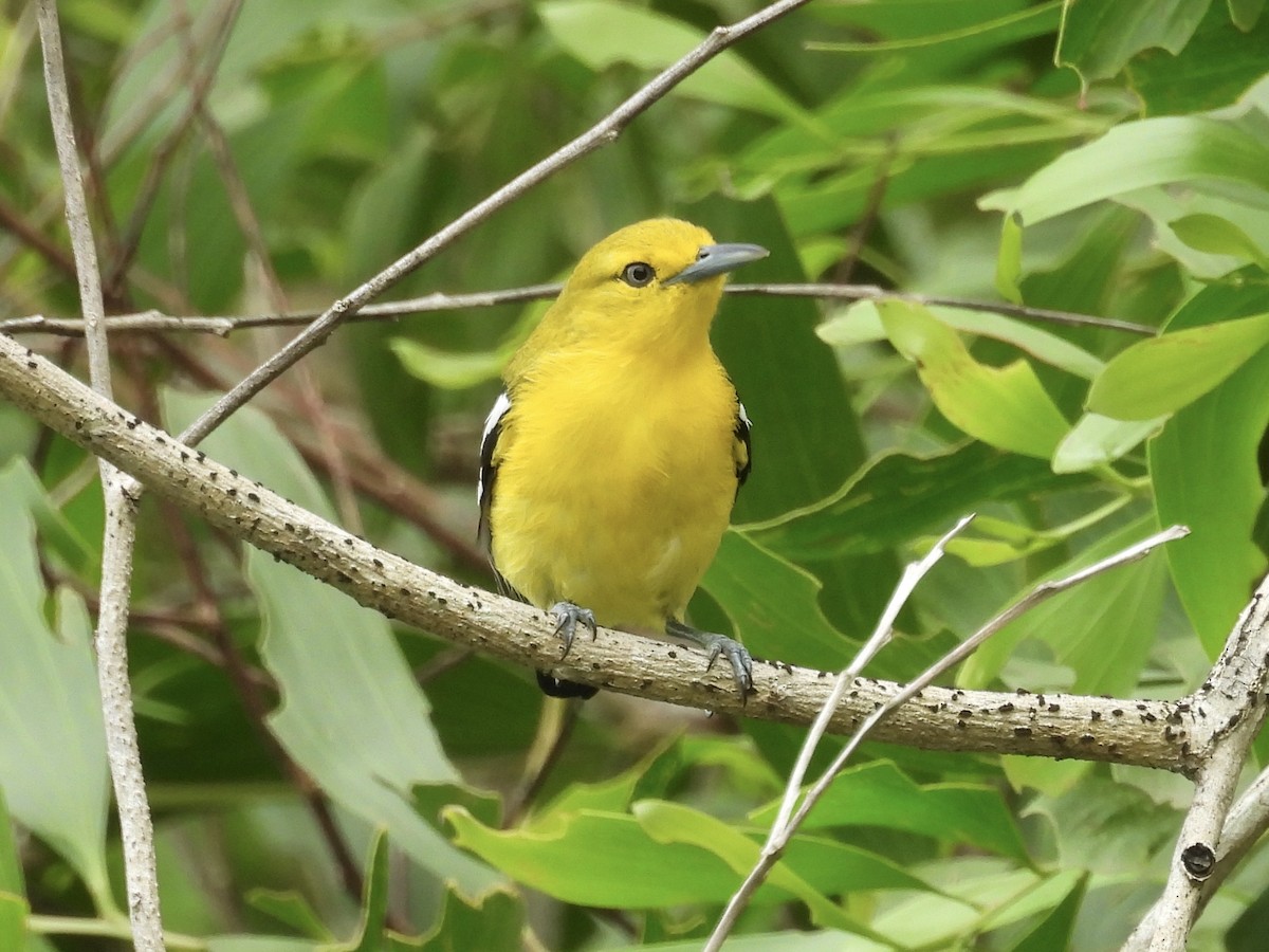 Common Iora - ML644136700