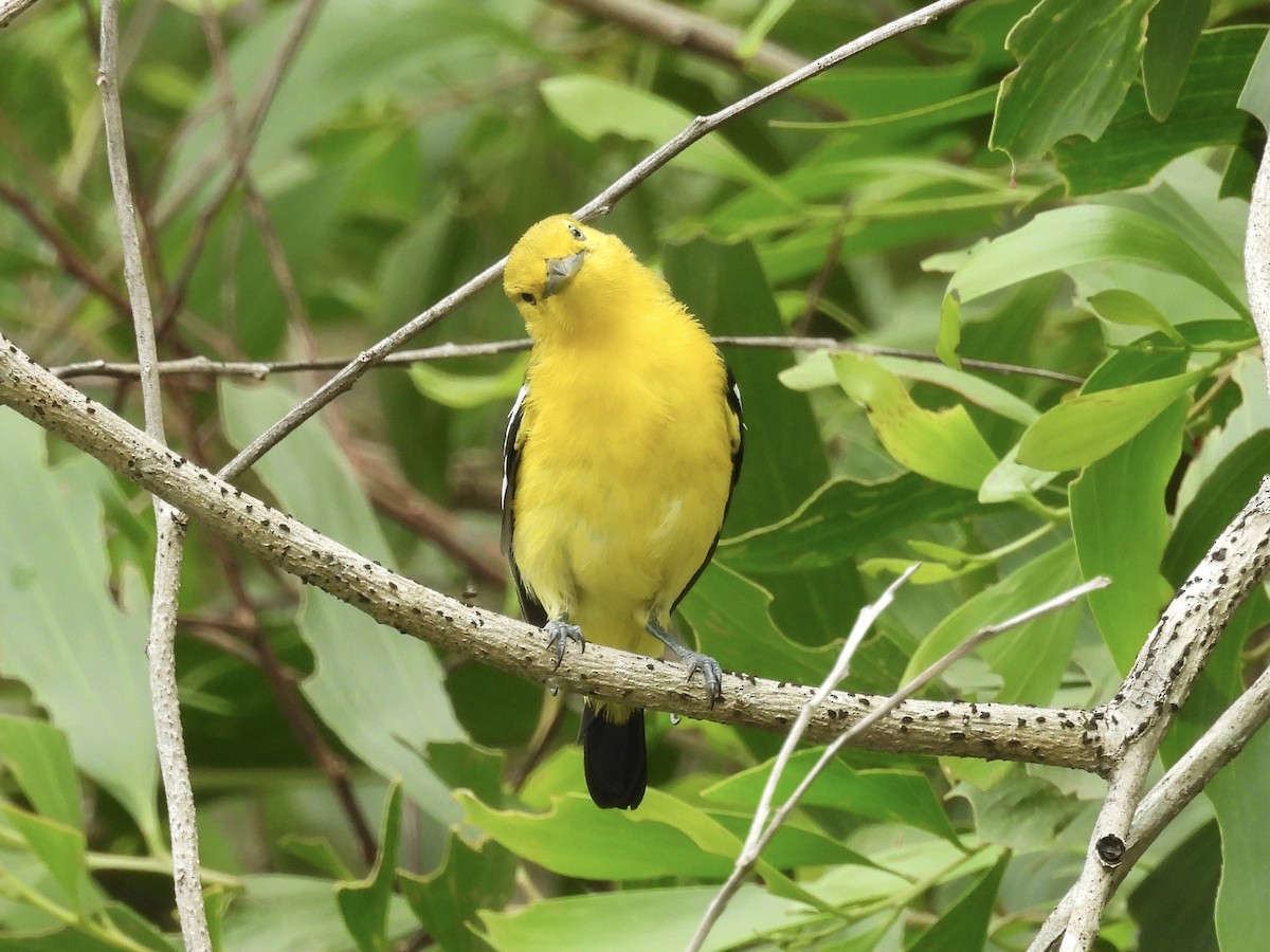 Common Iora - ML644136701