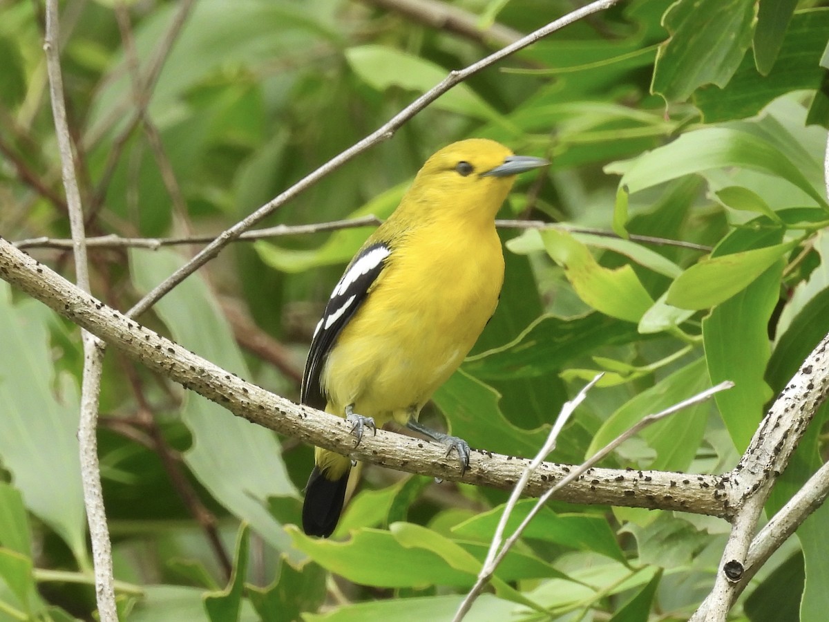 Common Iora - ML644136702