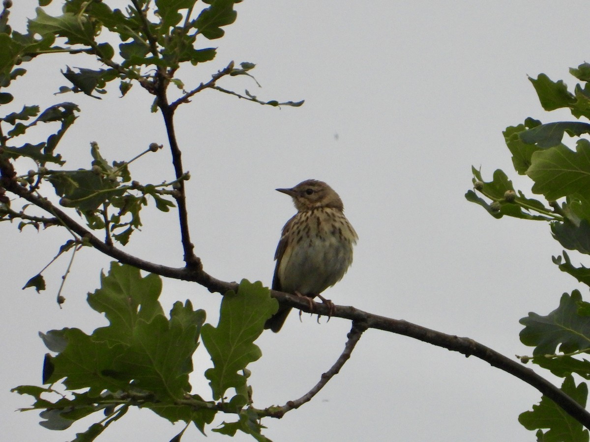 Pipit des arbres - ML644136703
