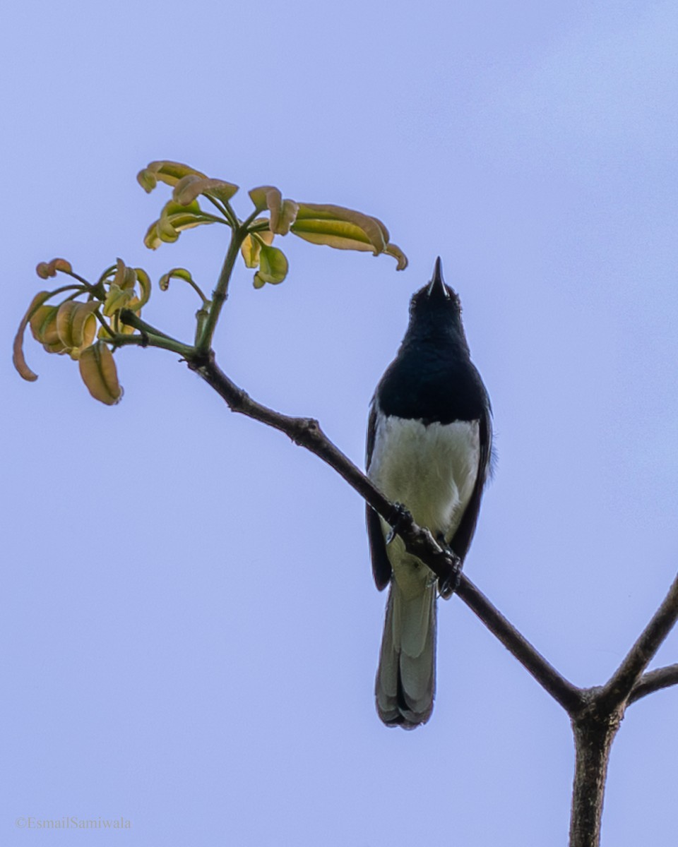 Oriental Magpie-Robin - ML644136708