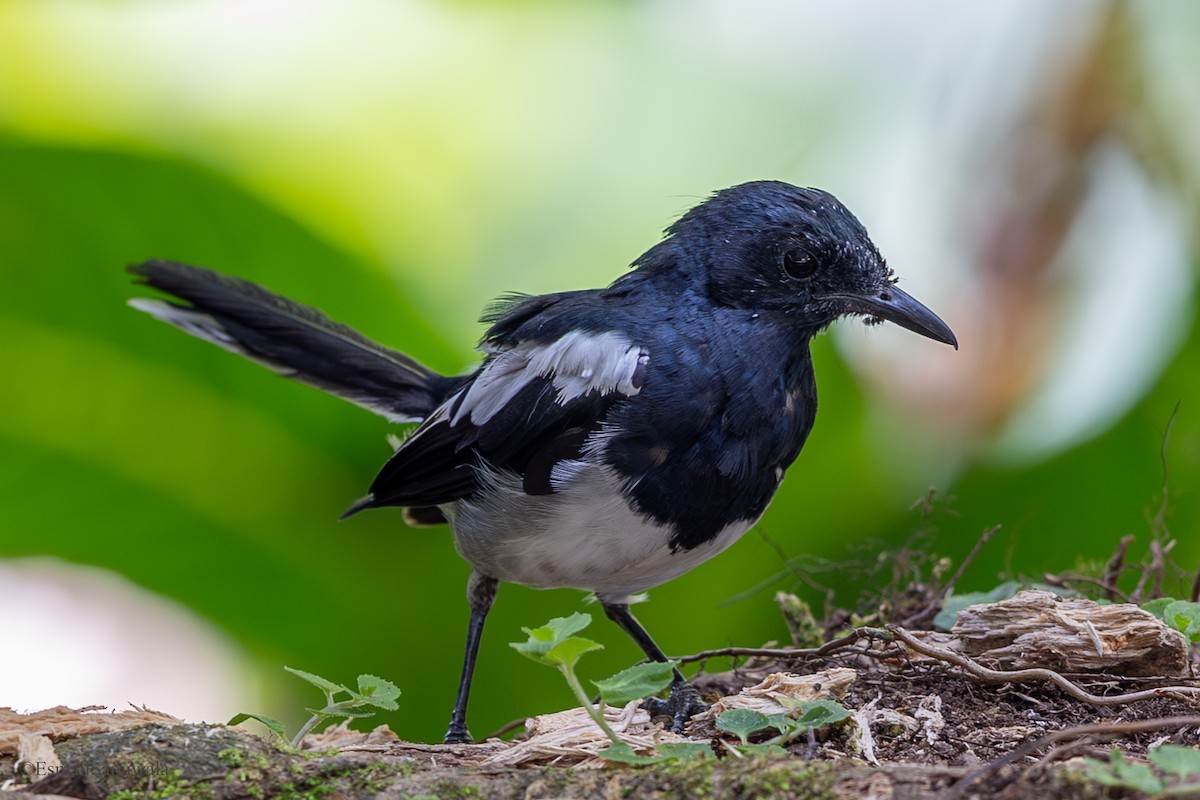 Oriental Magpie-Robin - ML644136709