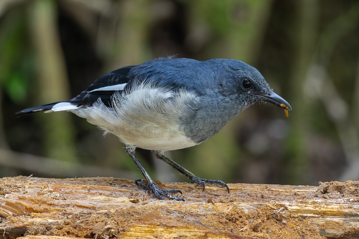 Oriental Magpie-Robin - ML644136710