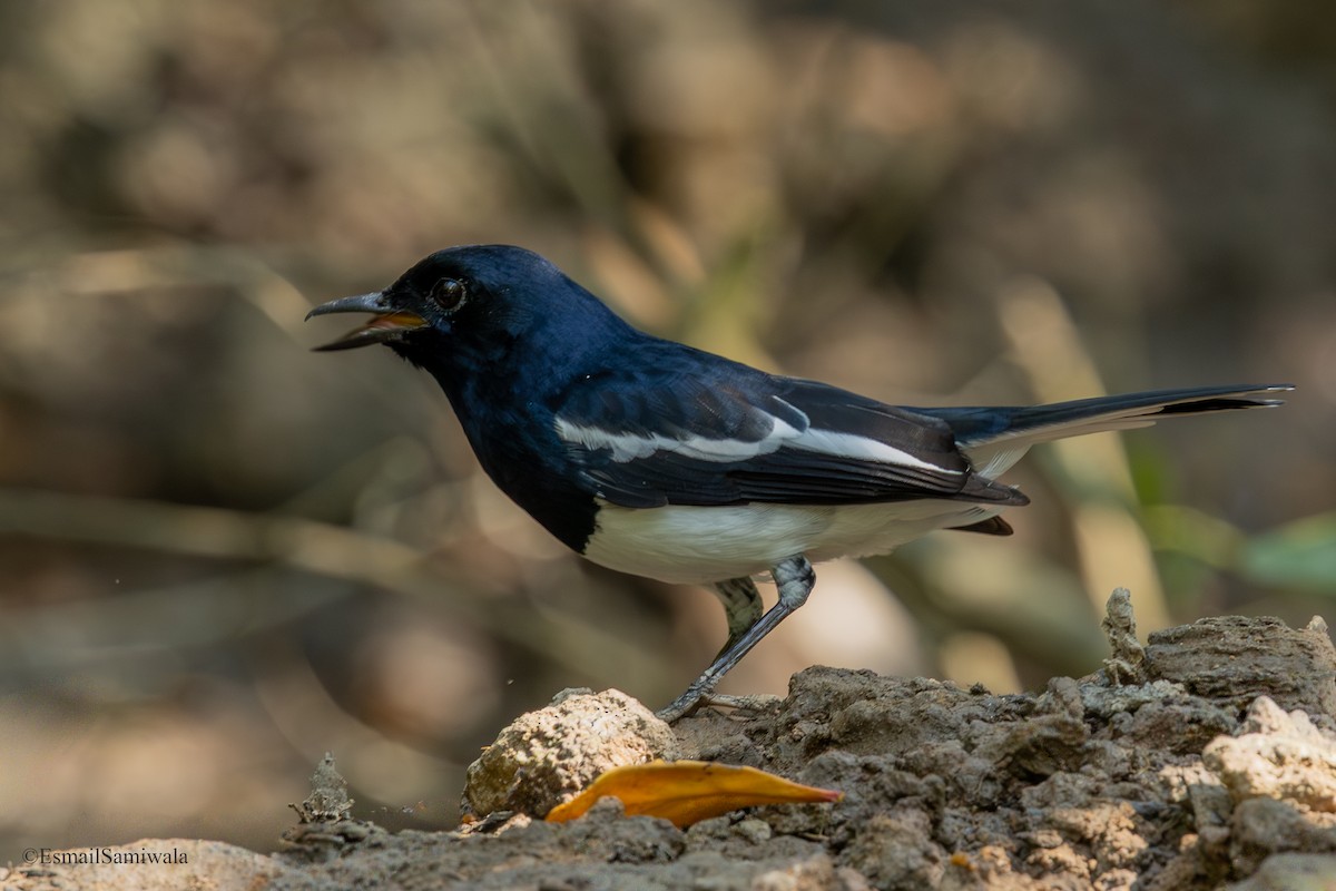 Oriental Magpie-Robin - ML644136711