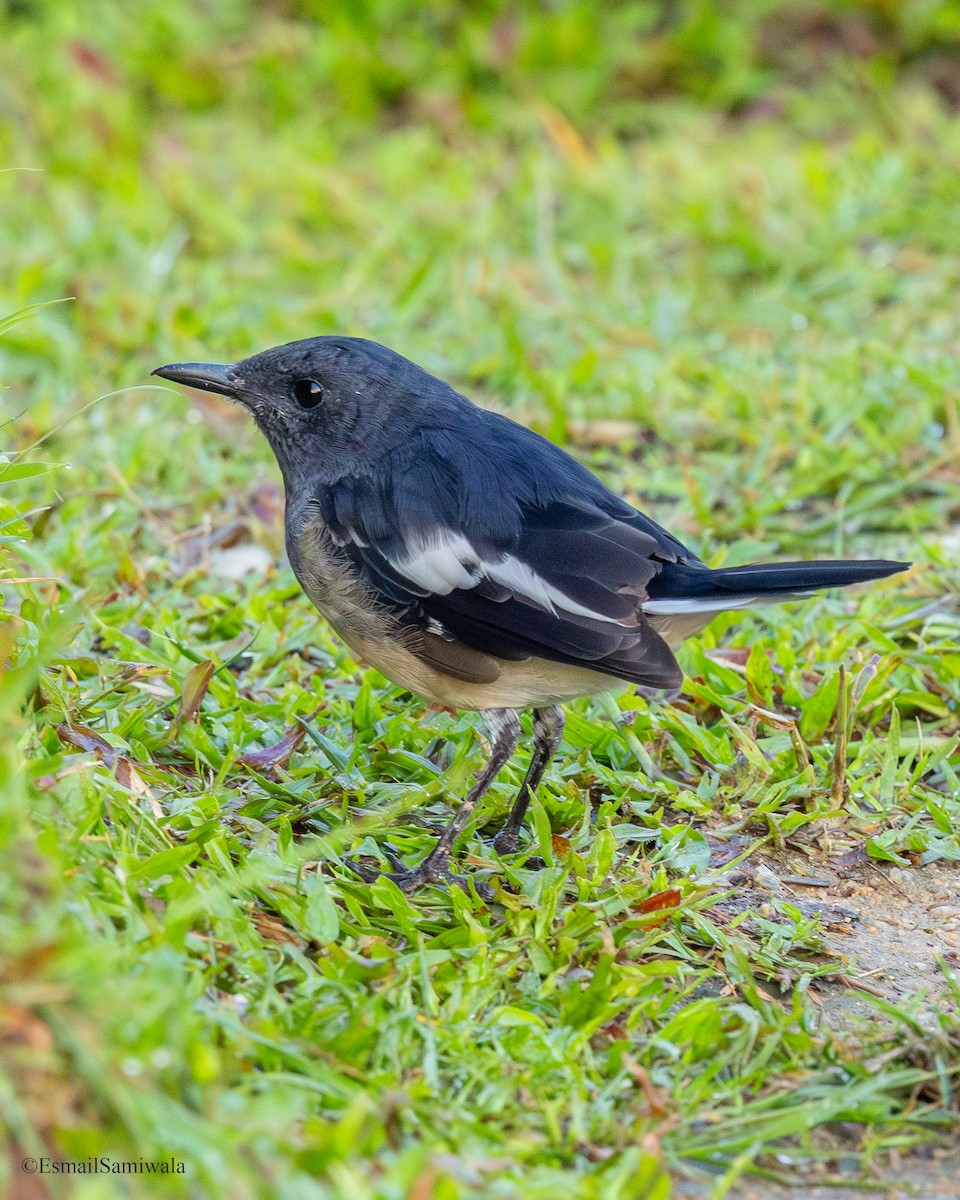 Oriental Magpie-Robin - ML644136712