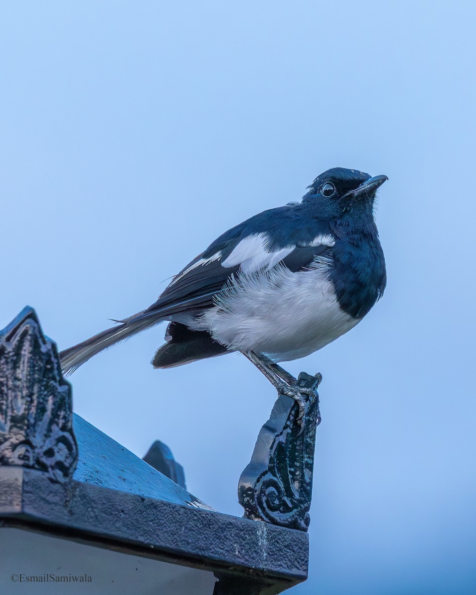 Oriental Magpie-Robin - ML644136713