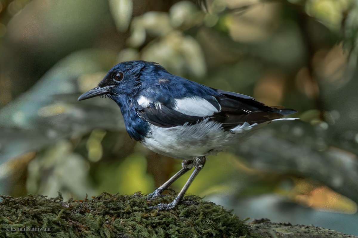 Oriental Magpie-Robin - ML644136714