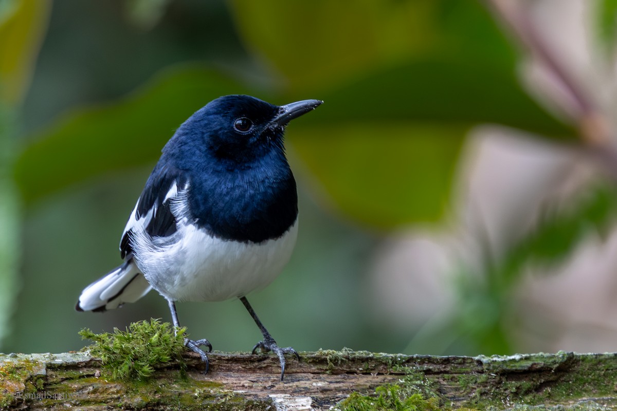 Oriental Magpie-Robin - ML644136715