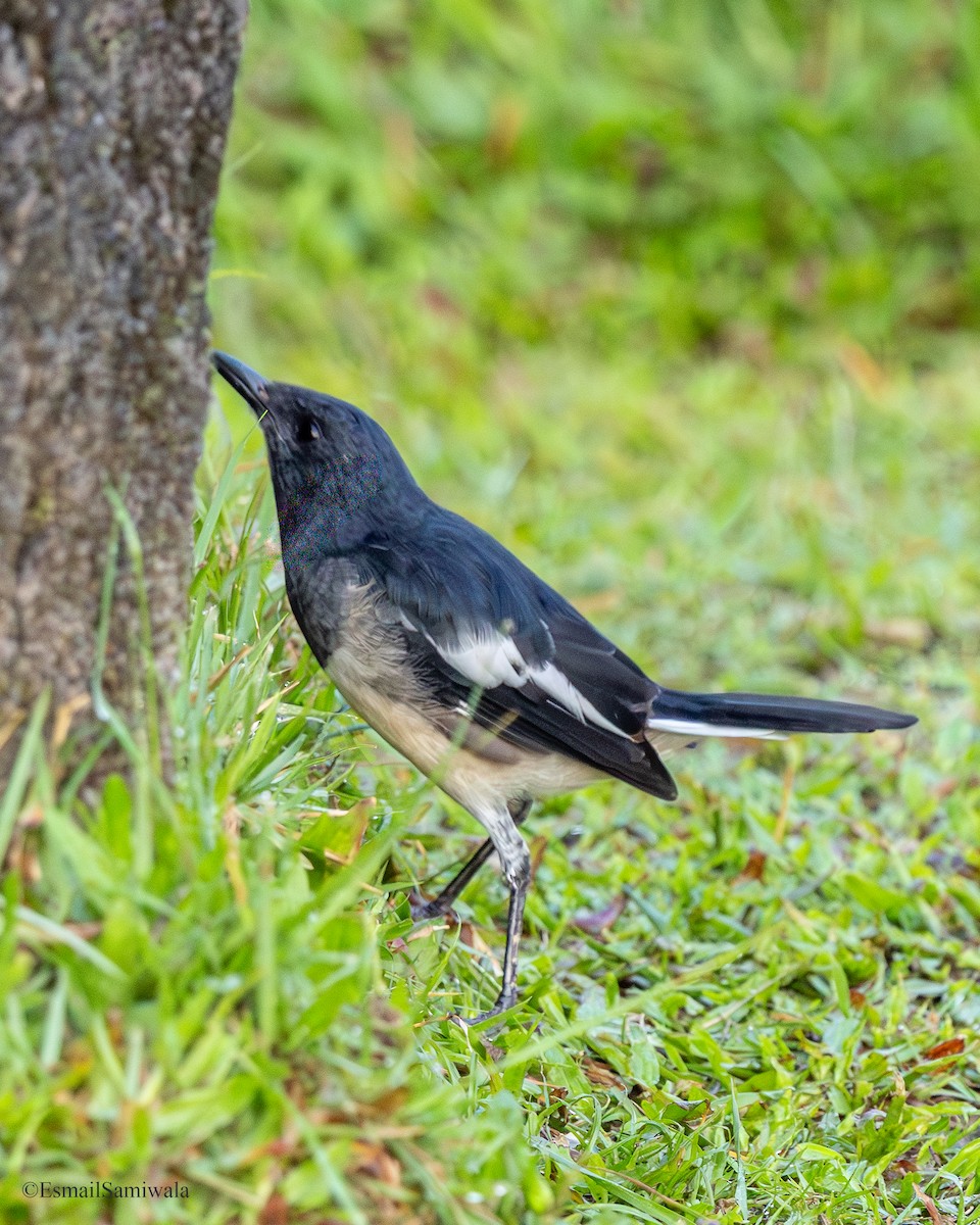 Oriental Magpie-Robin - ML644136716