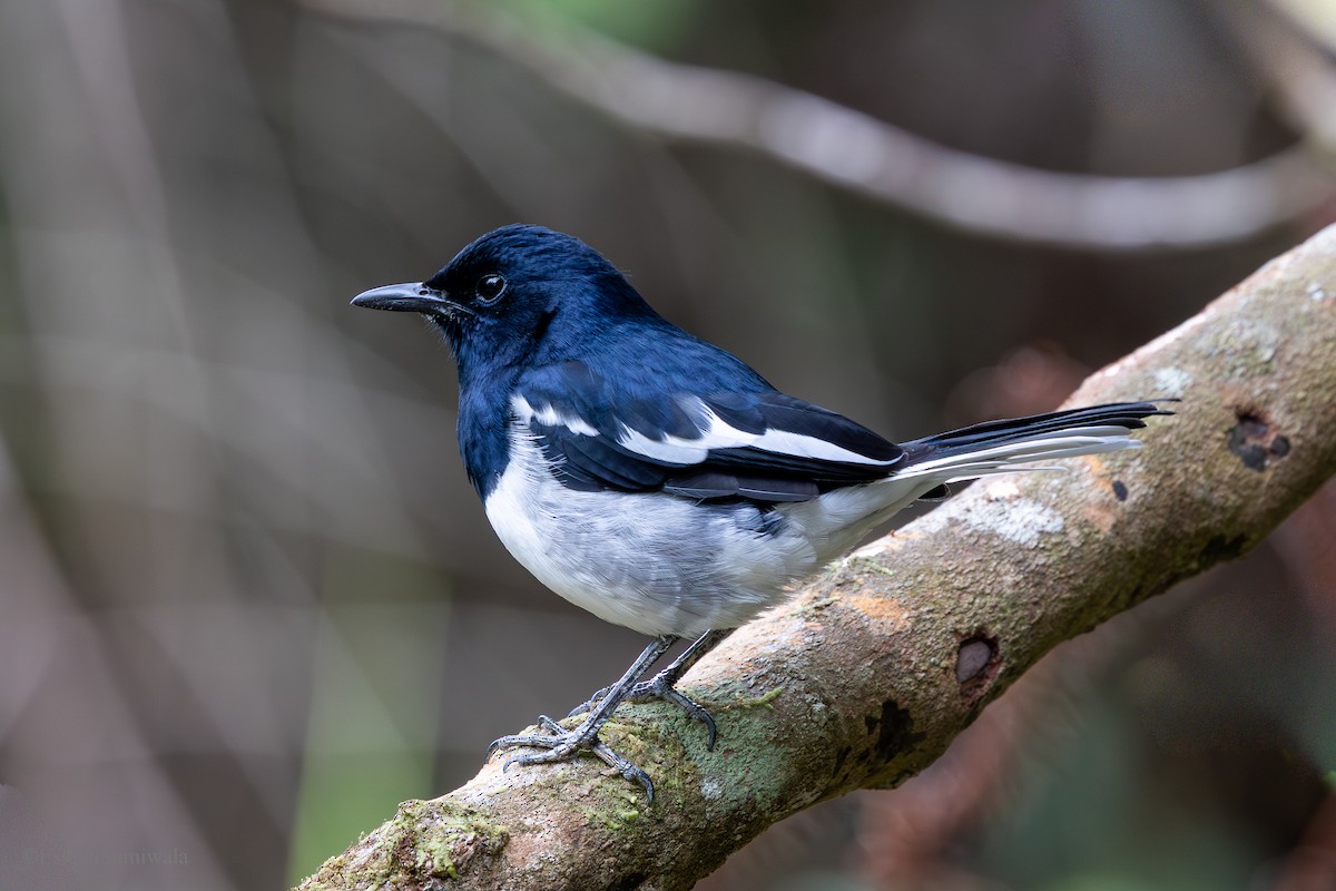 Oriental Magpie-Robin - ML644136717