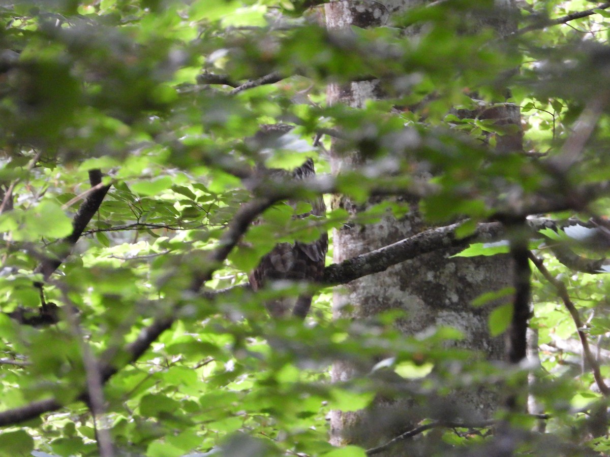 Ural Owl - ML644136722